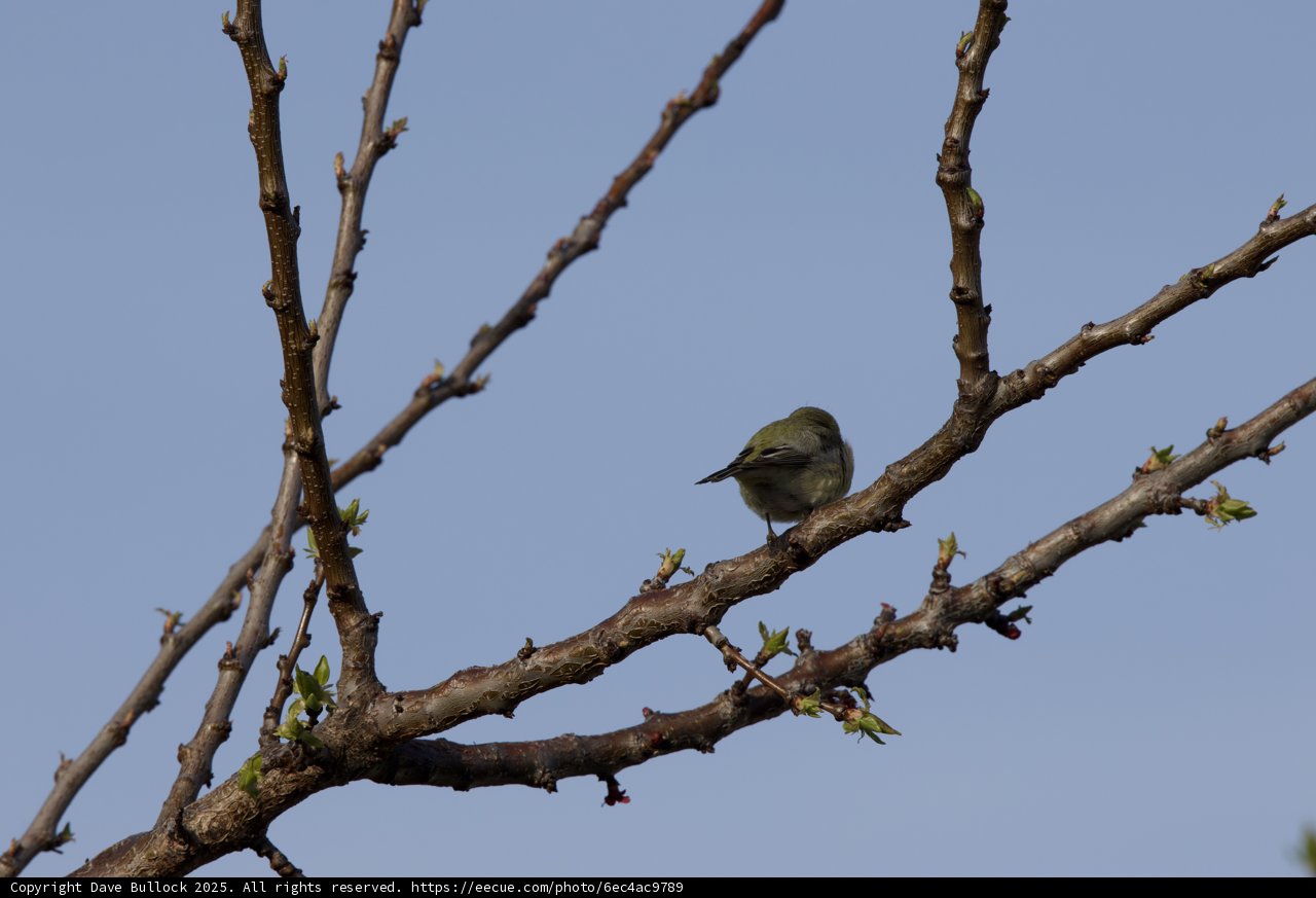 Spring's Subtle Arrival