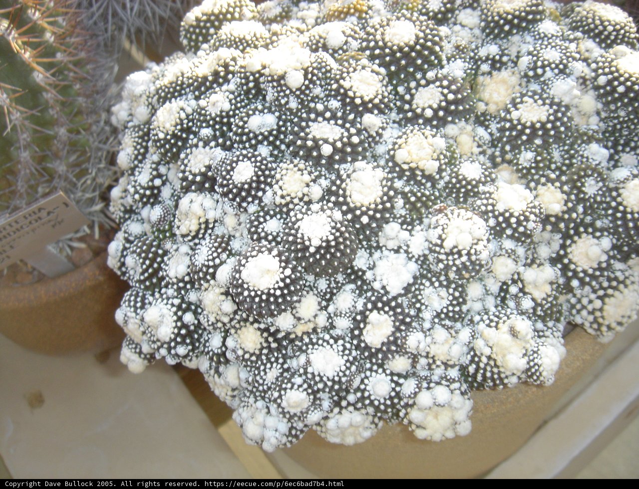 Dotted Cactus in a Coral Reef Ecosystem