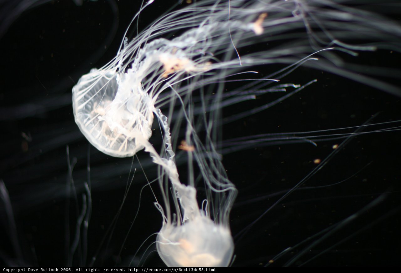 Graceful Jellyfish