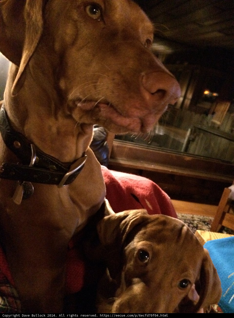 Two Canine Companions on the Couch