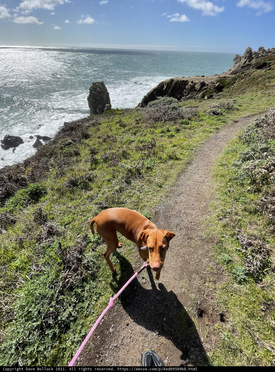 Strolling Along the Coastal Path with My Furry Companion