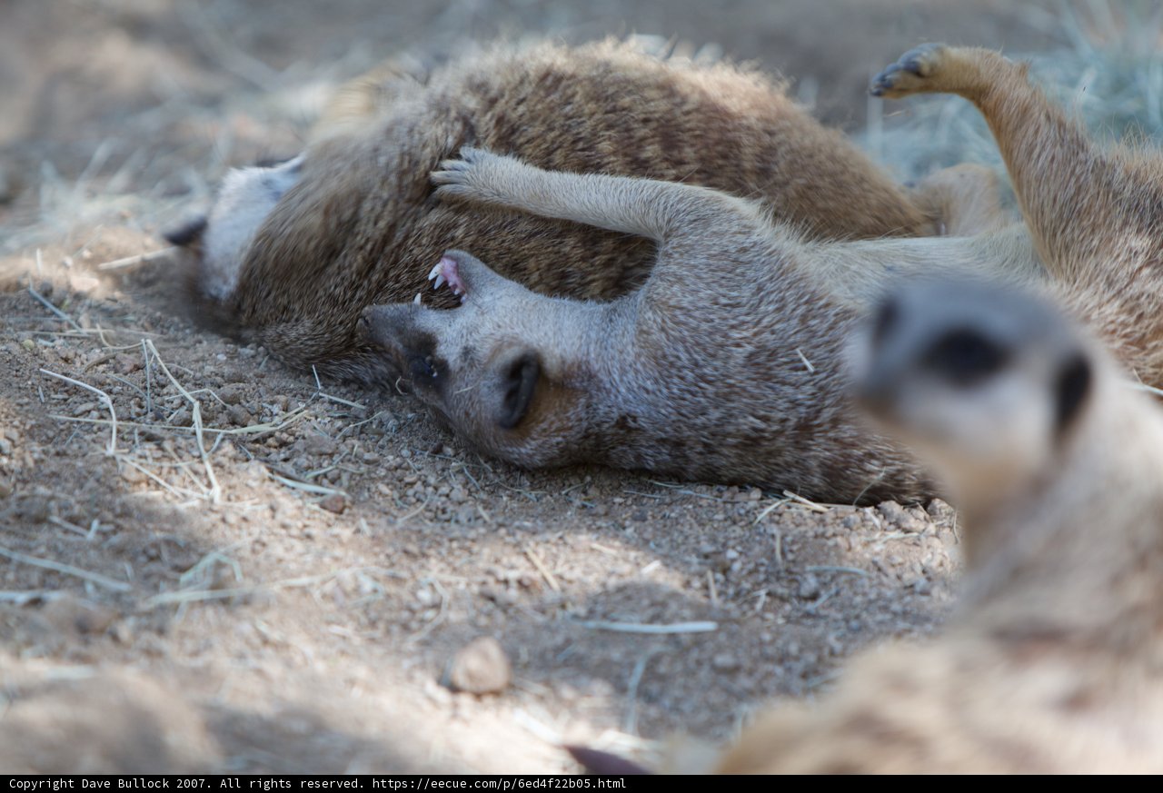 The Dirty Meerkat