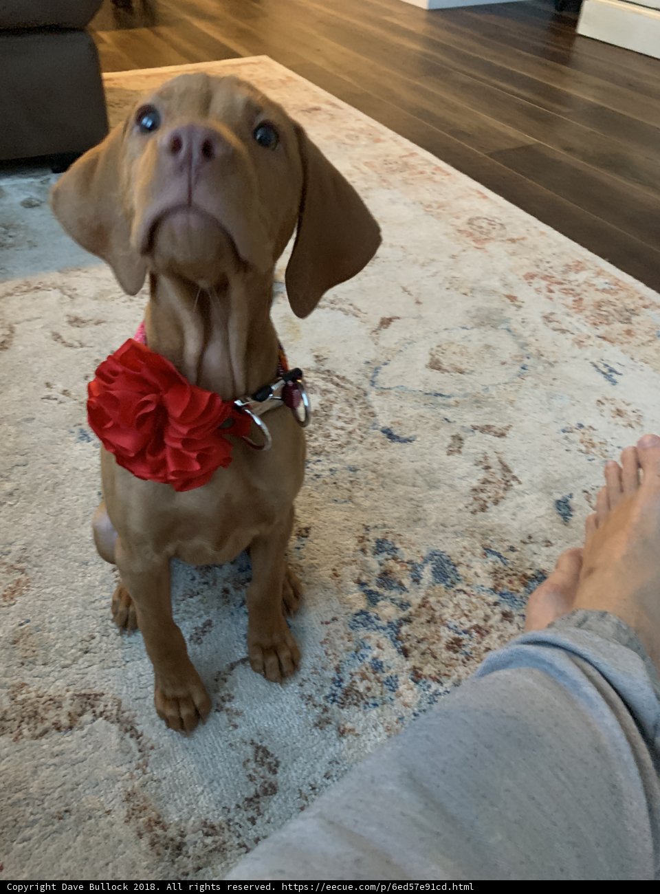 Pretty Pup with a Red Bow