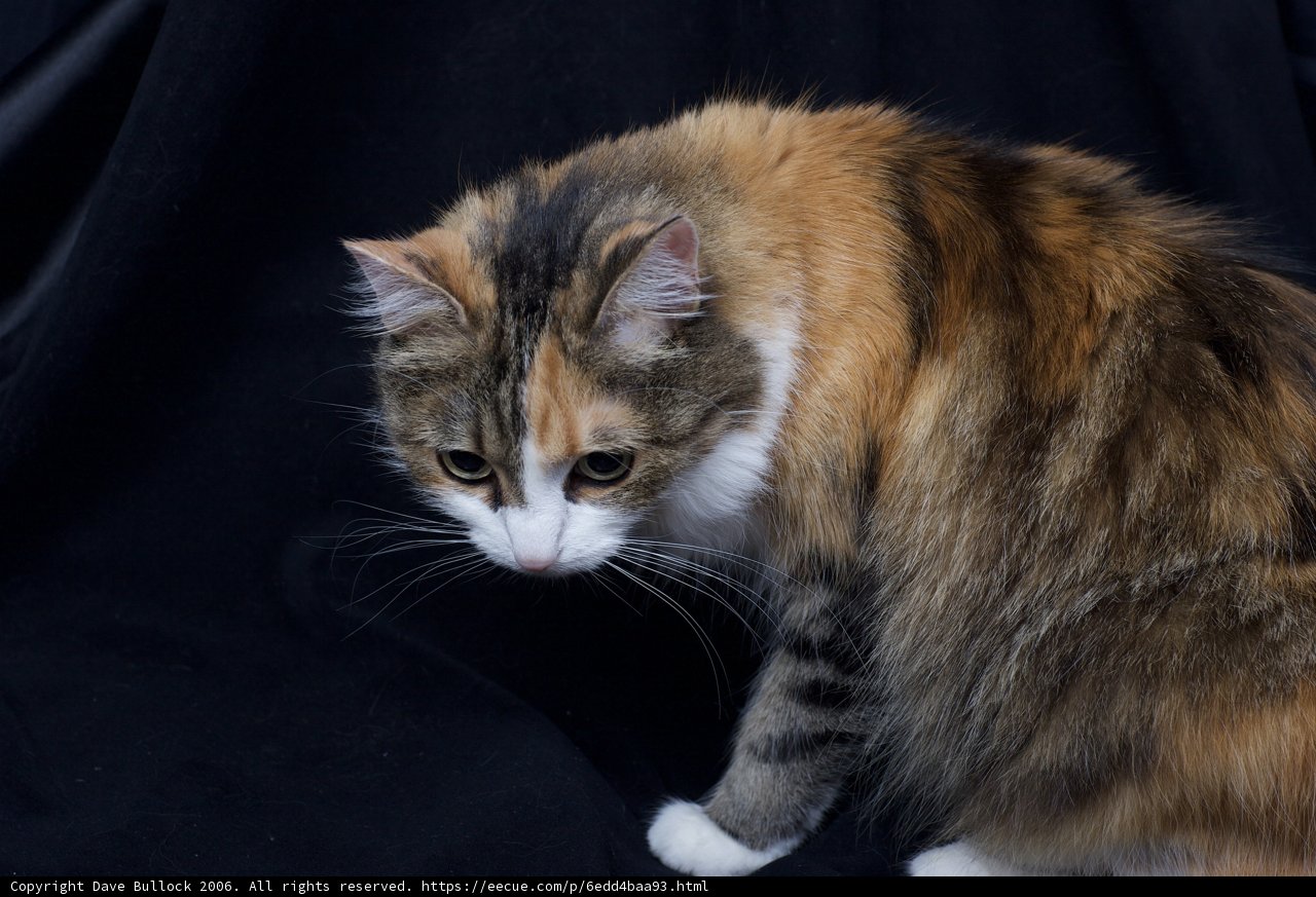 Feline on Black