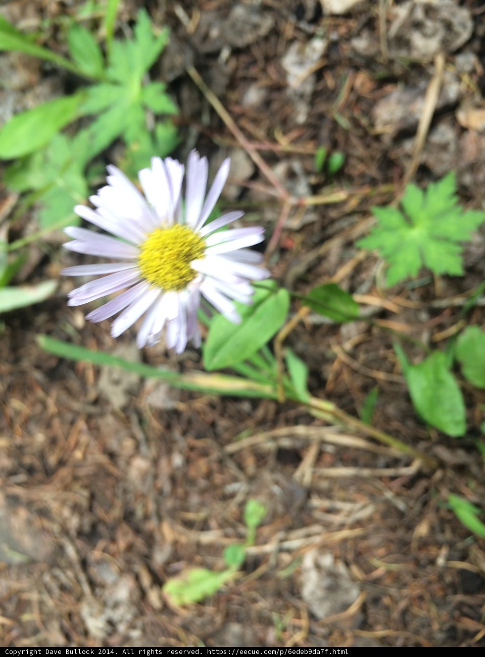 Lone Daisy in Santa Fe