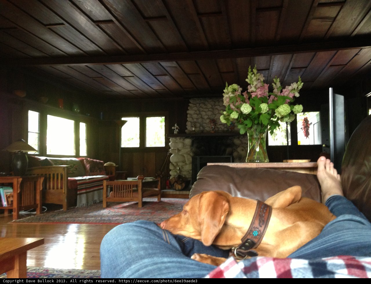 Cozy Companion