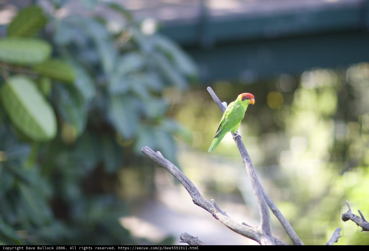 Perched Parakeet