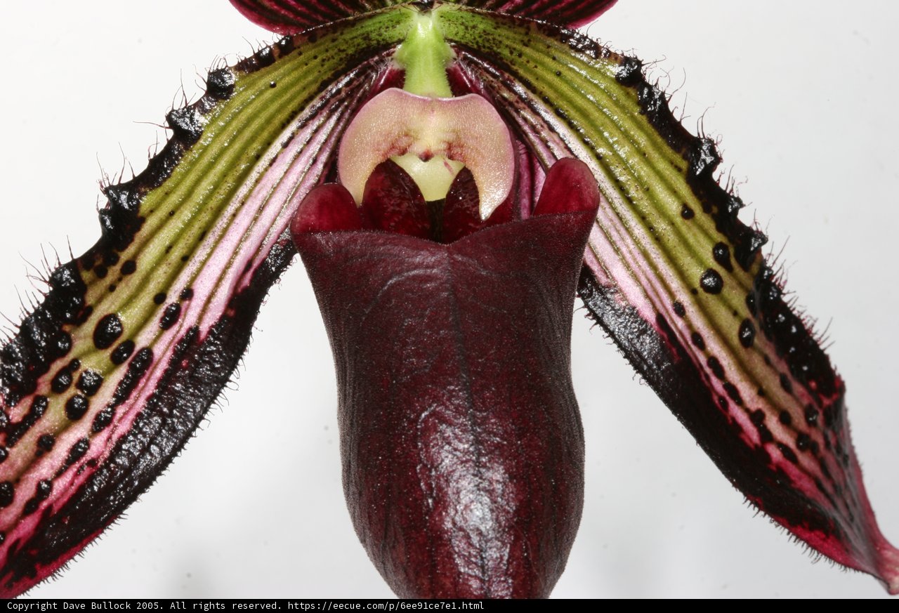 A Vibrant Red and Green Orchid in Close-Up