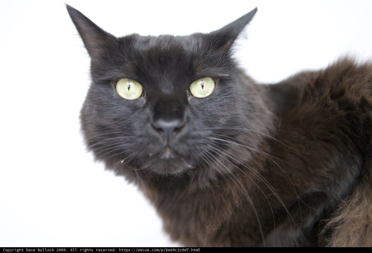Intense Gaze of a Black Cat