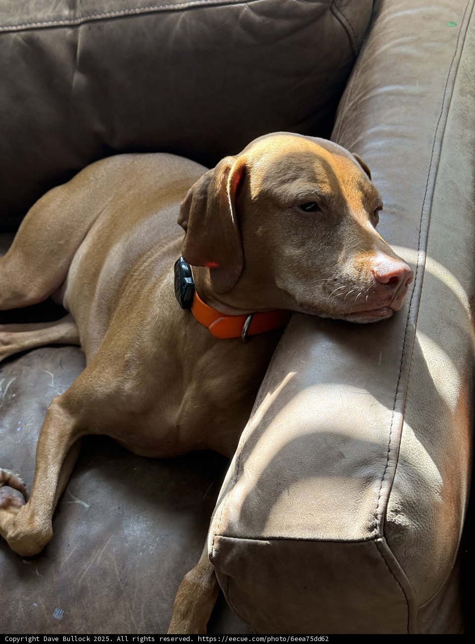 Sunlit Serenity: Cozy Canine Comfort