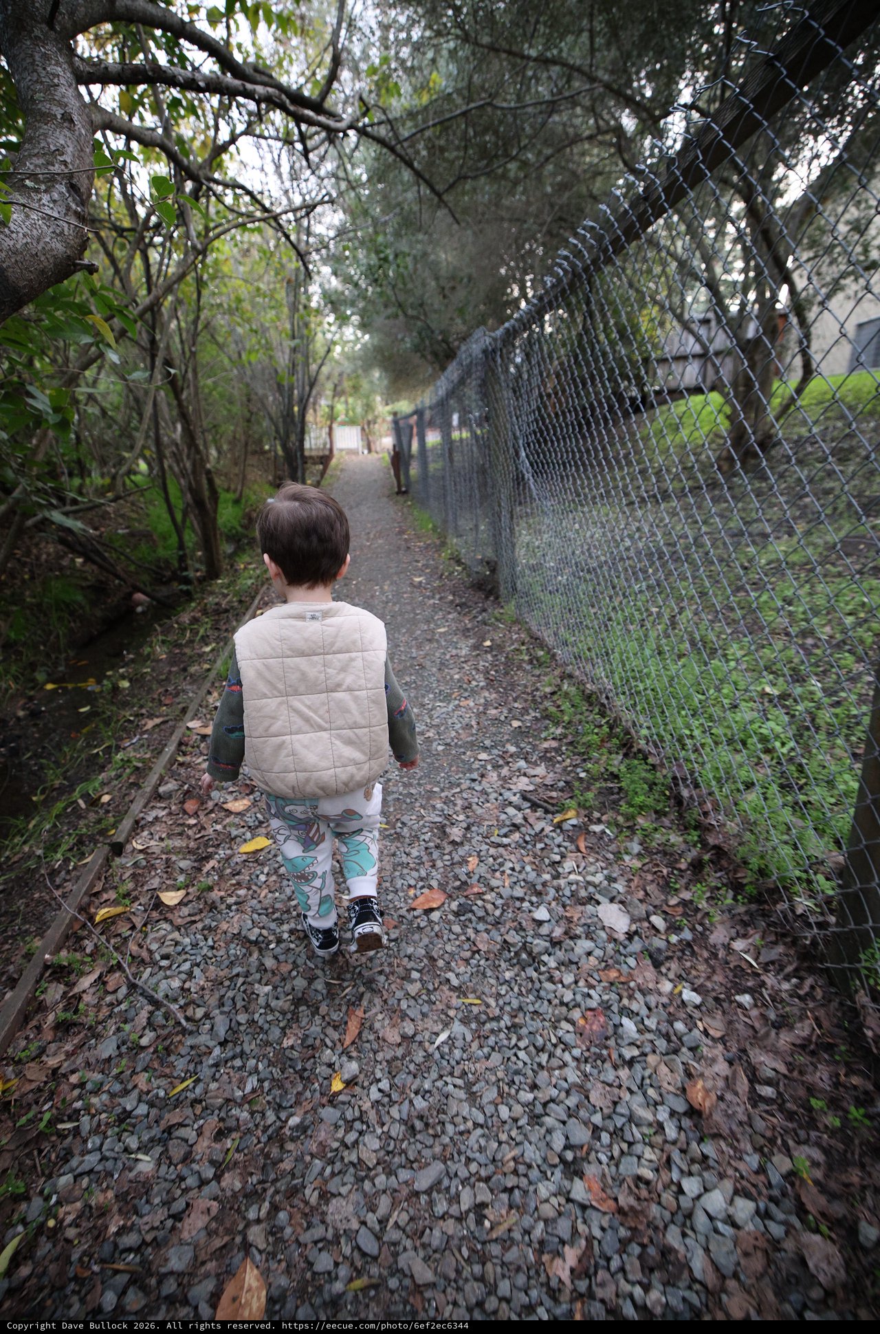Child's Solitary Walk on Wooded Gravel Path