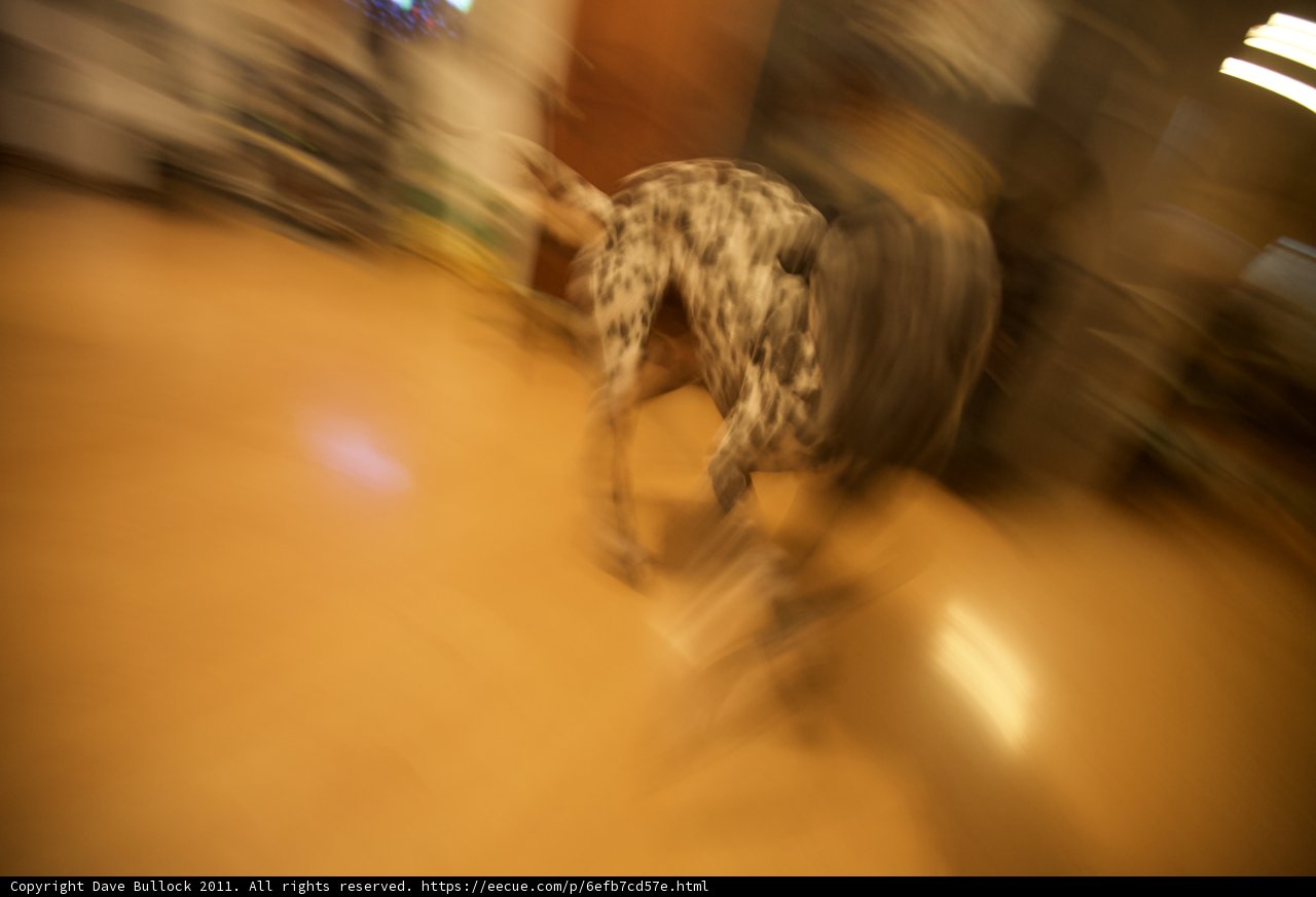 Blurry Canine on Hardwood Floors