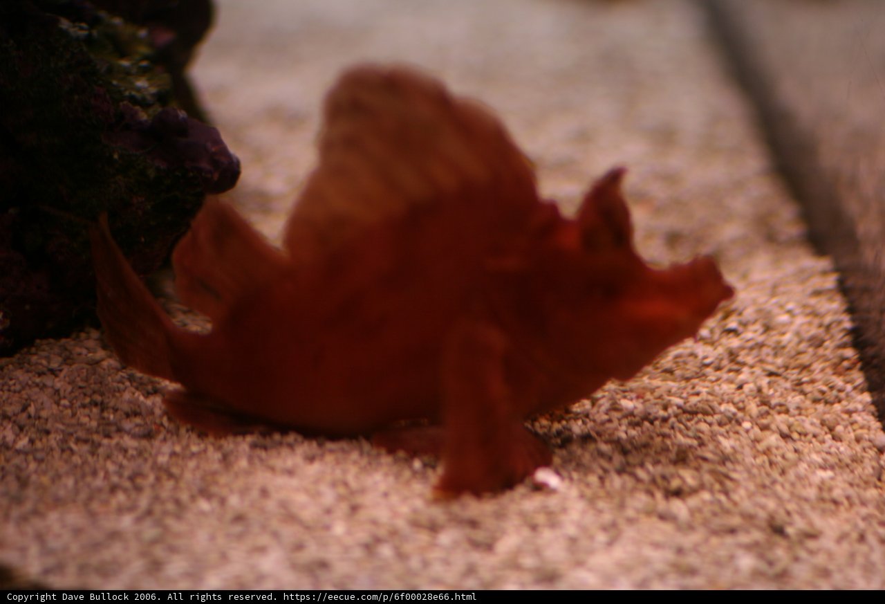 Ruby Beauty in Aquatic Bliss