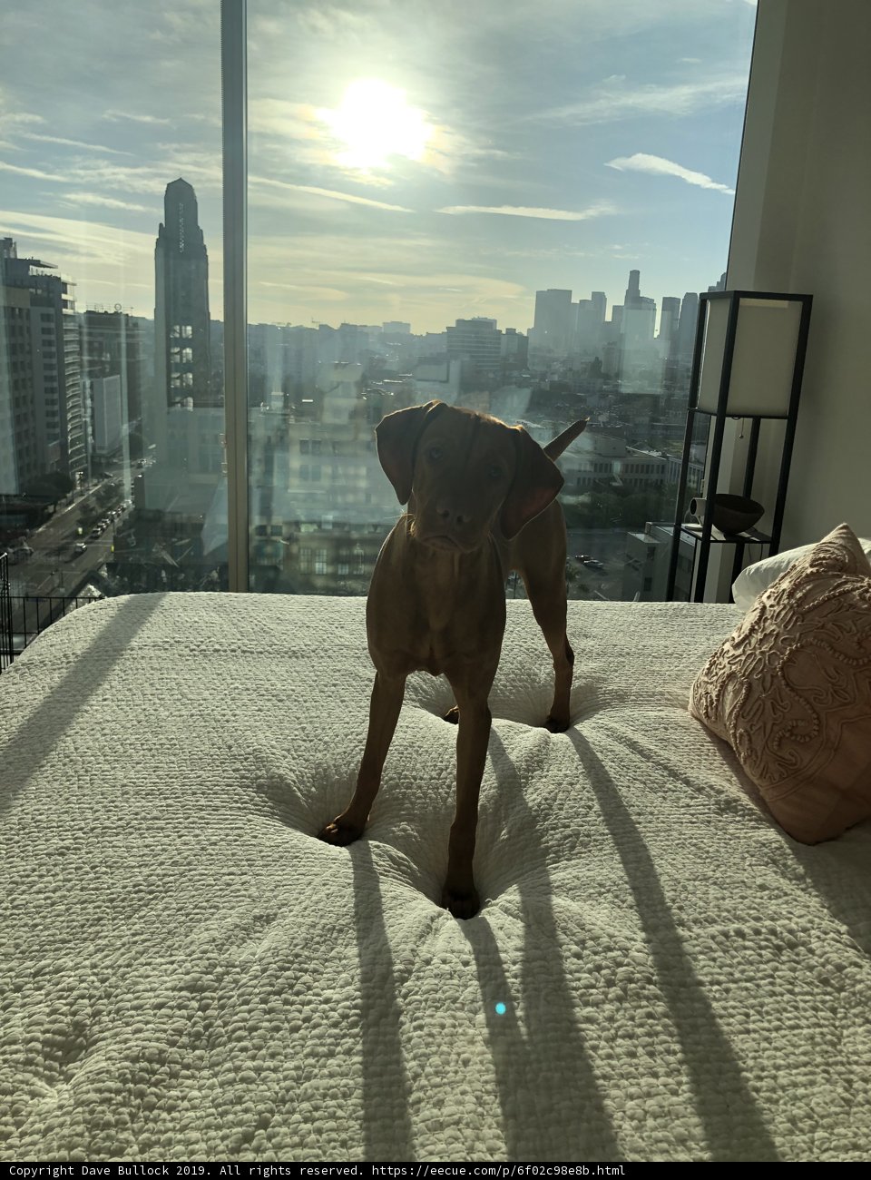 City Pup on a Cloudy Day