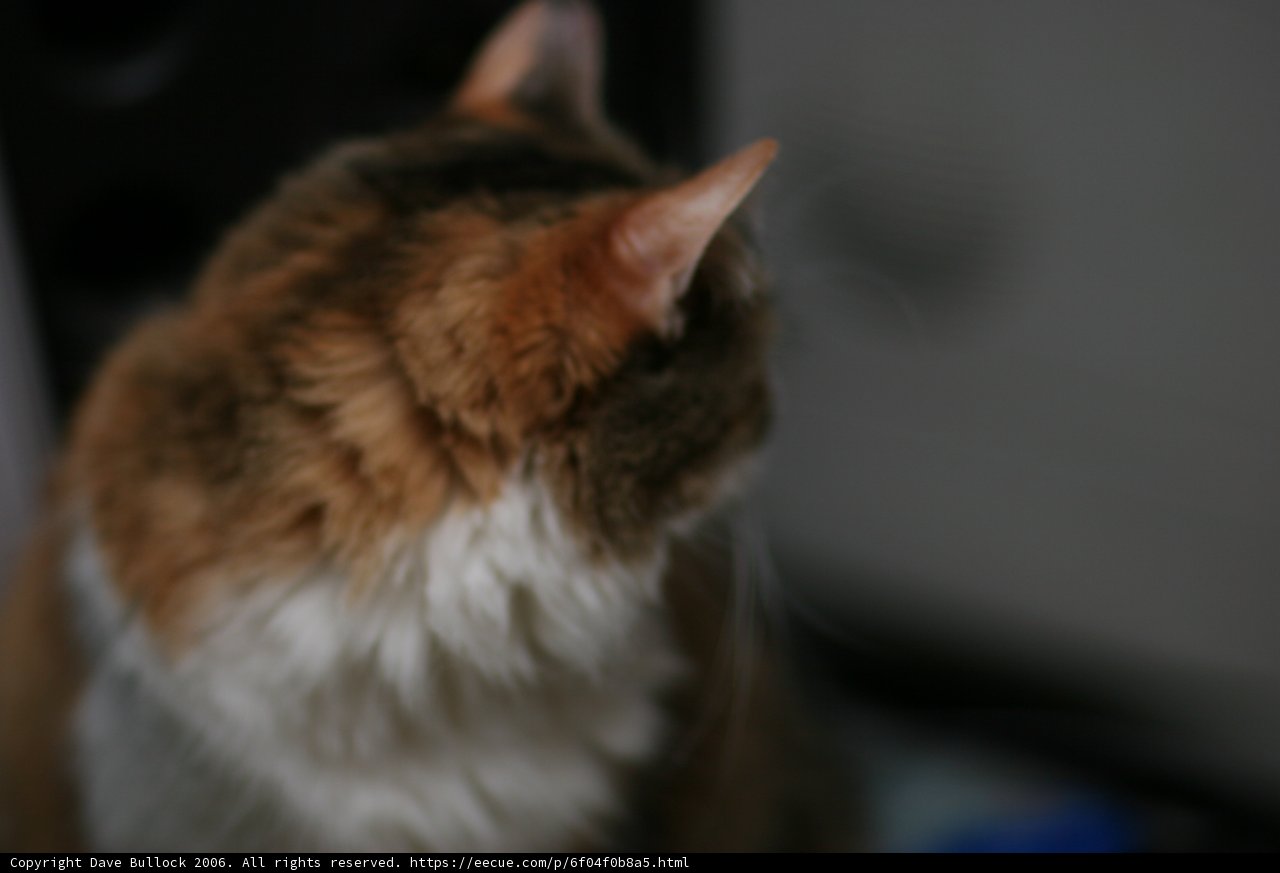 Curious Abyssinian Cat