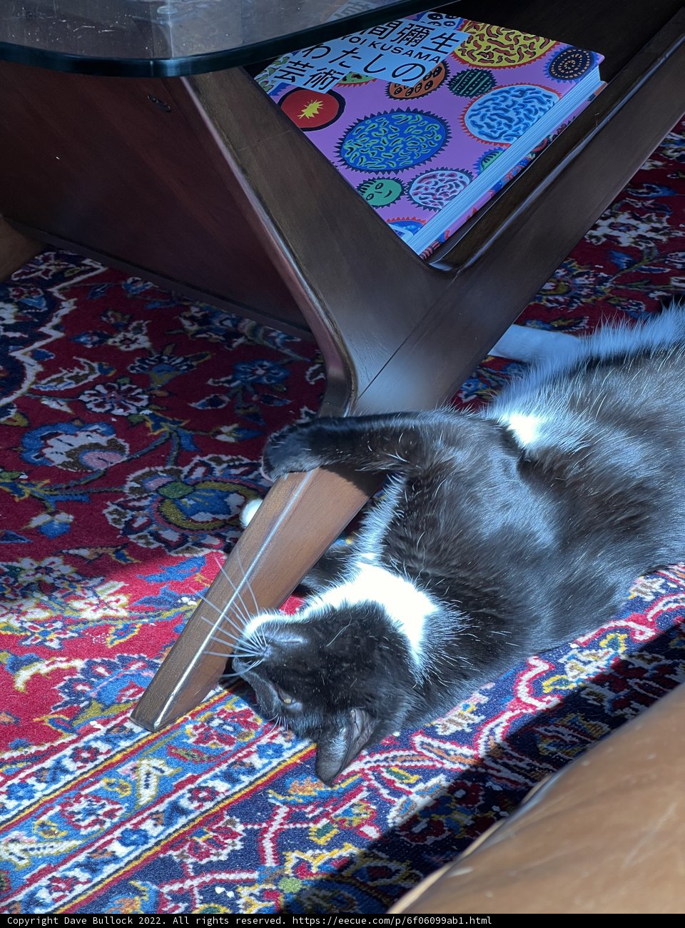 Cozy Cat Nap on a Patterned Rug