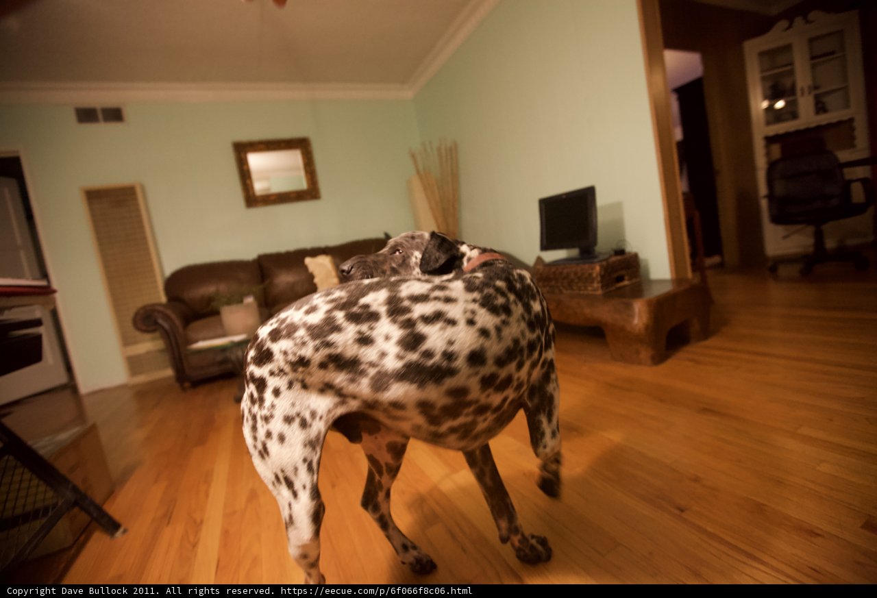 The Regal Dog of the Living Room