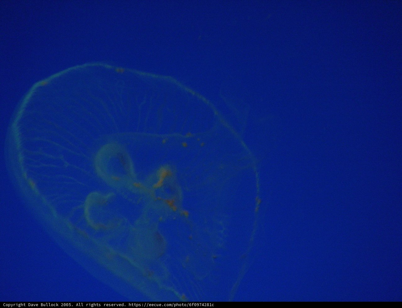 Glowing Jellyfish