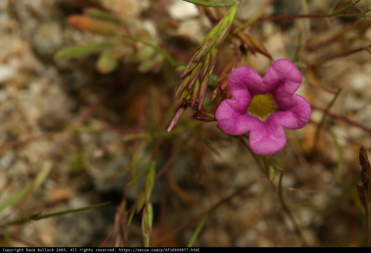 Solitary Pink Bloom