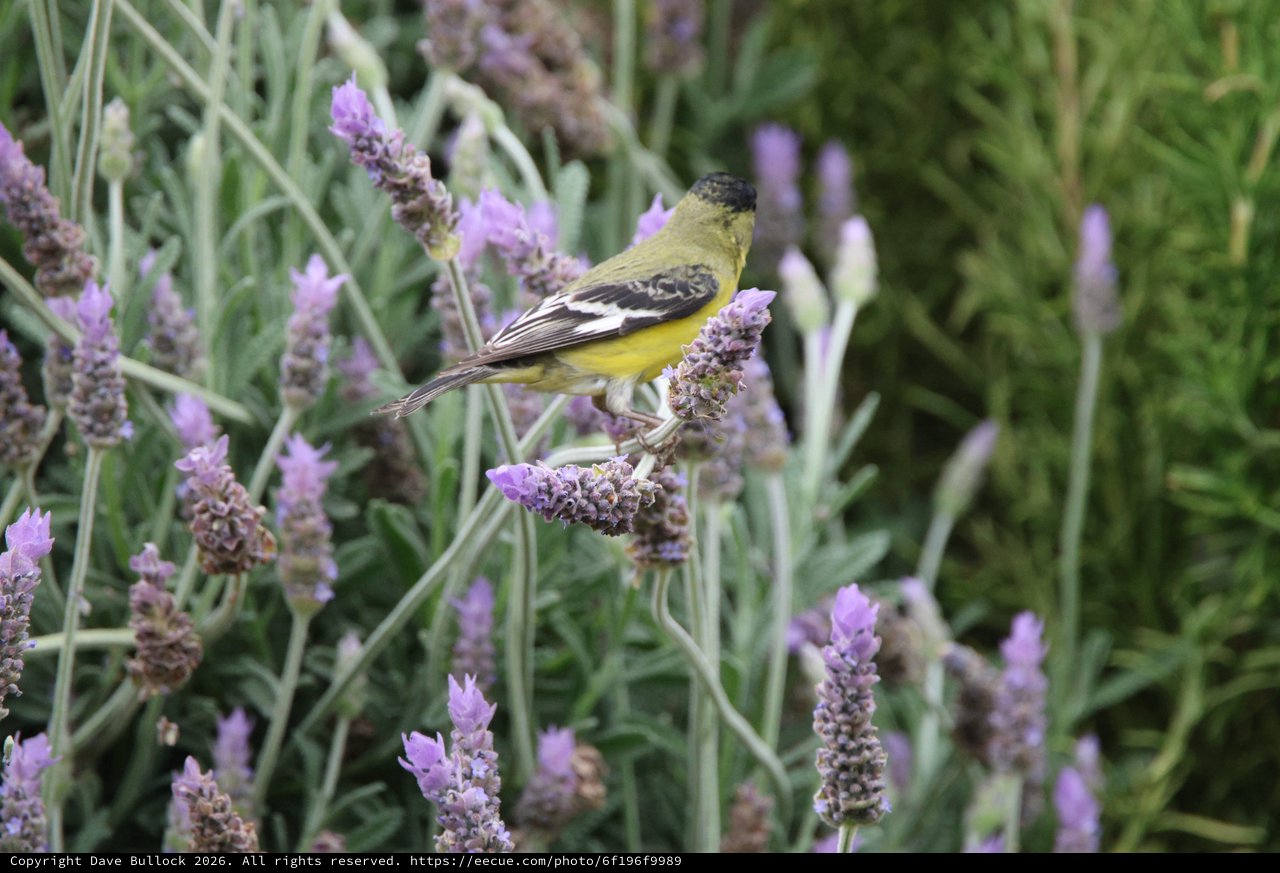 Lesser Goldfinch Perched on Lavender Flowers