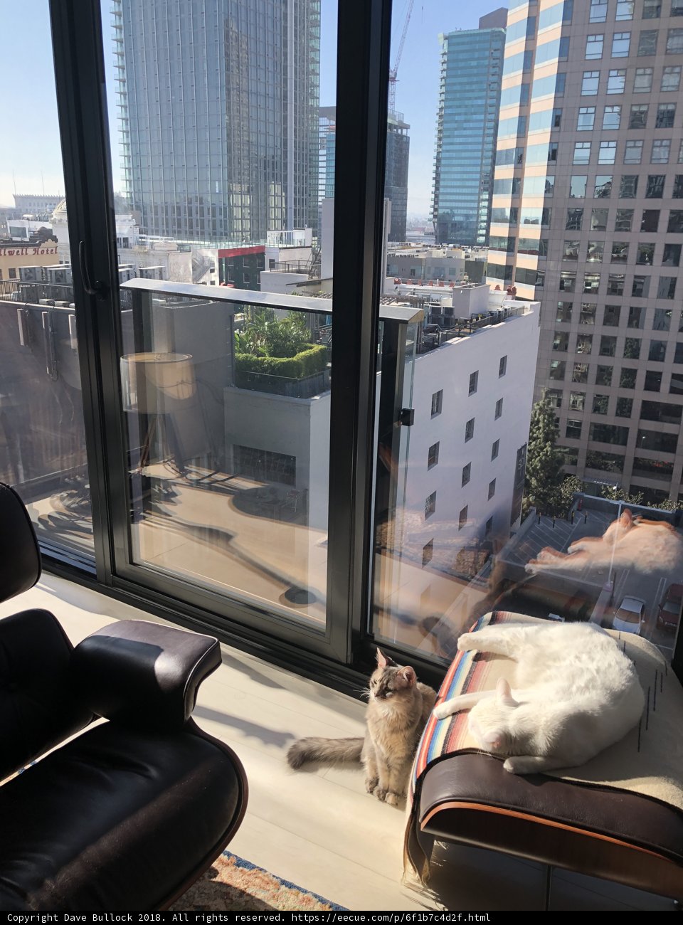 A Feline's View of the Metropolis