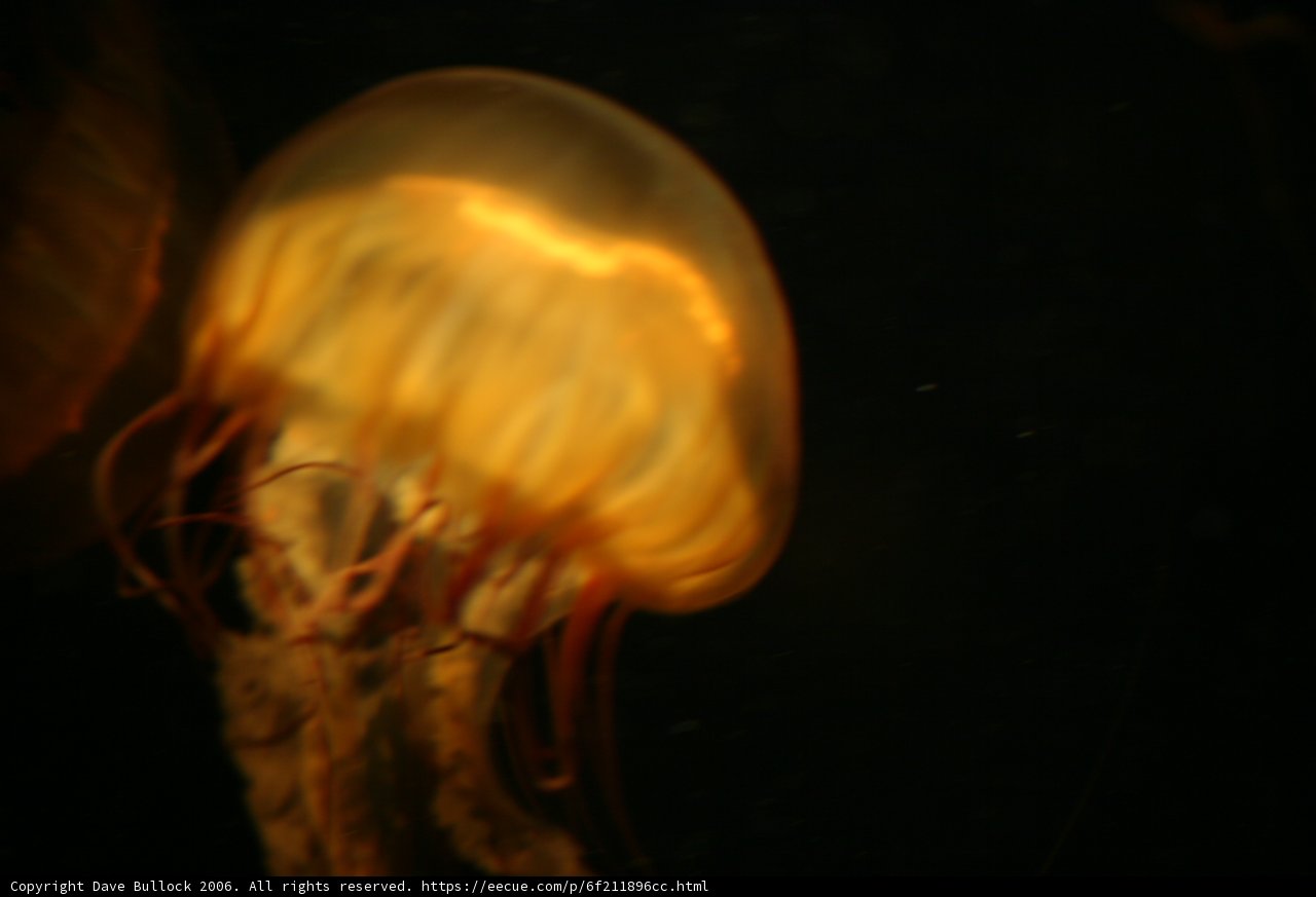Mesmerizing Jellyfish