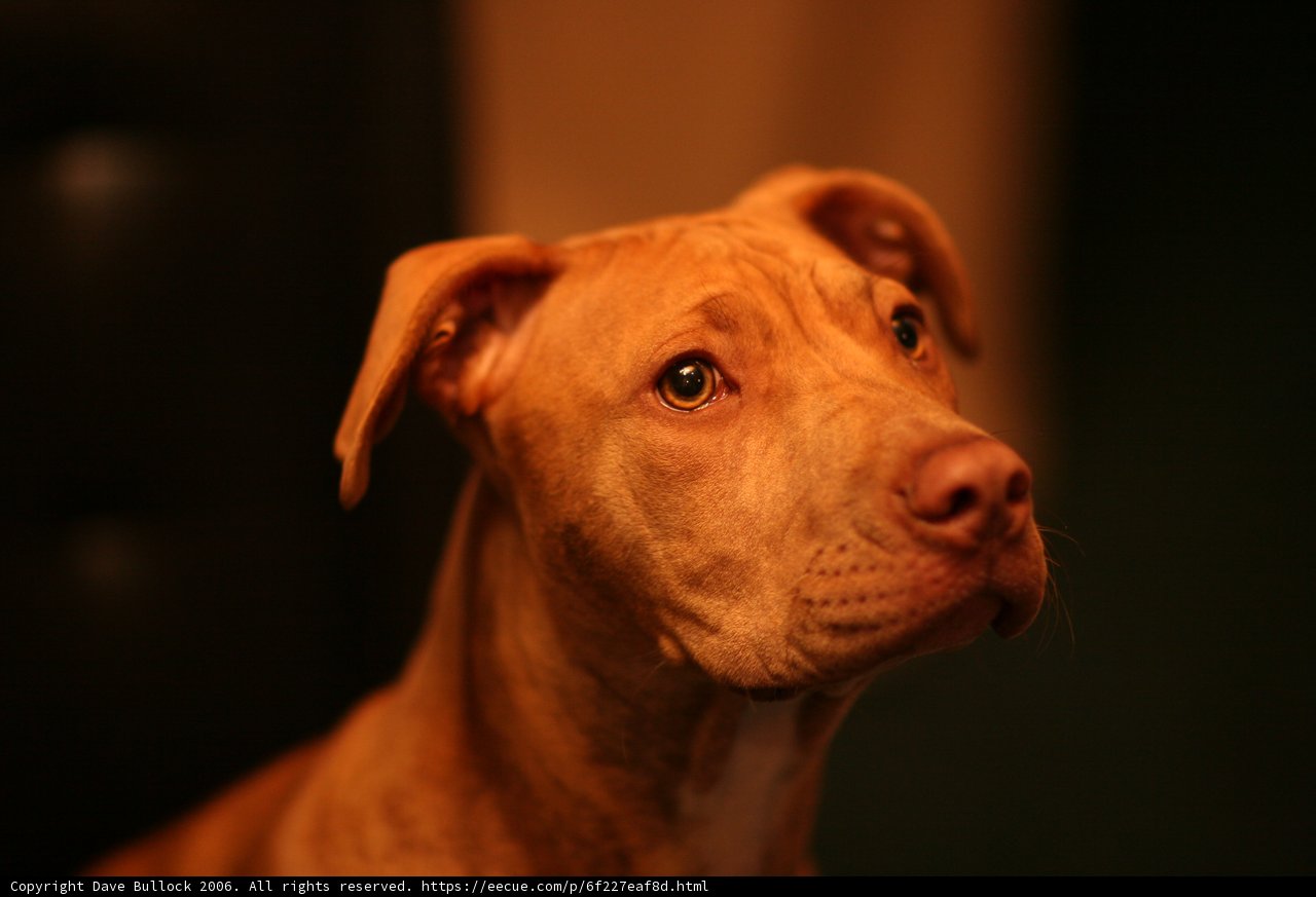 Loyal Companionship