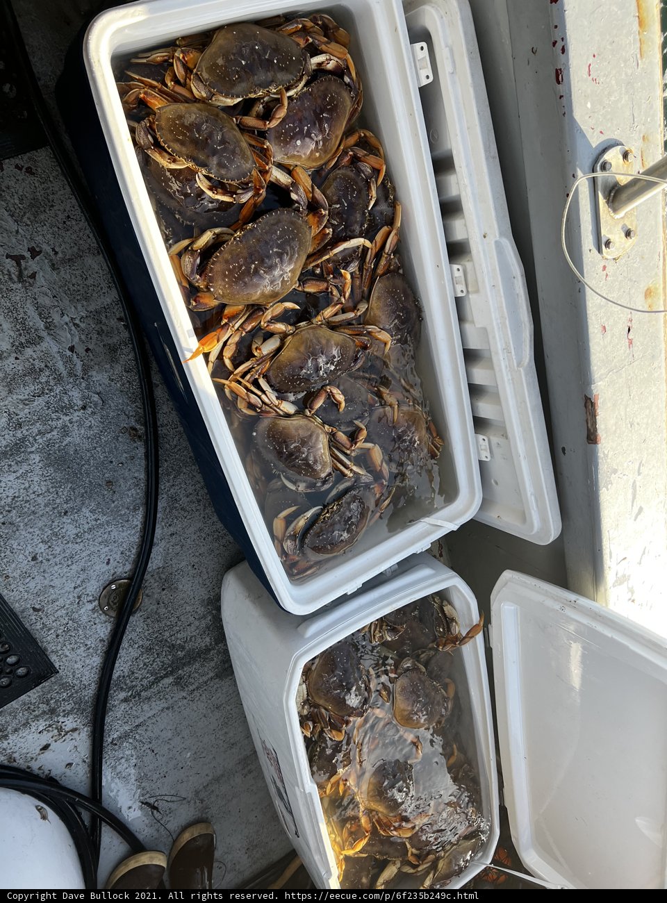 Fresh Catch of the Day