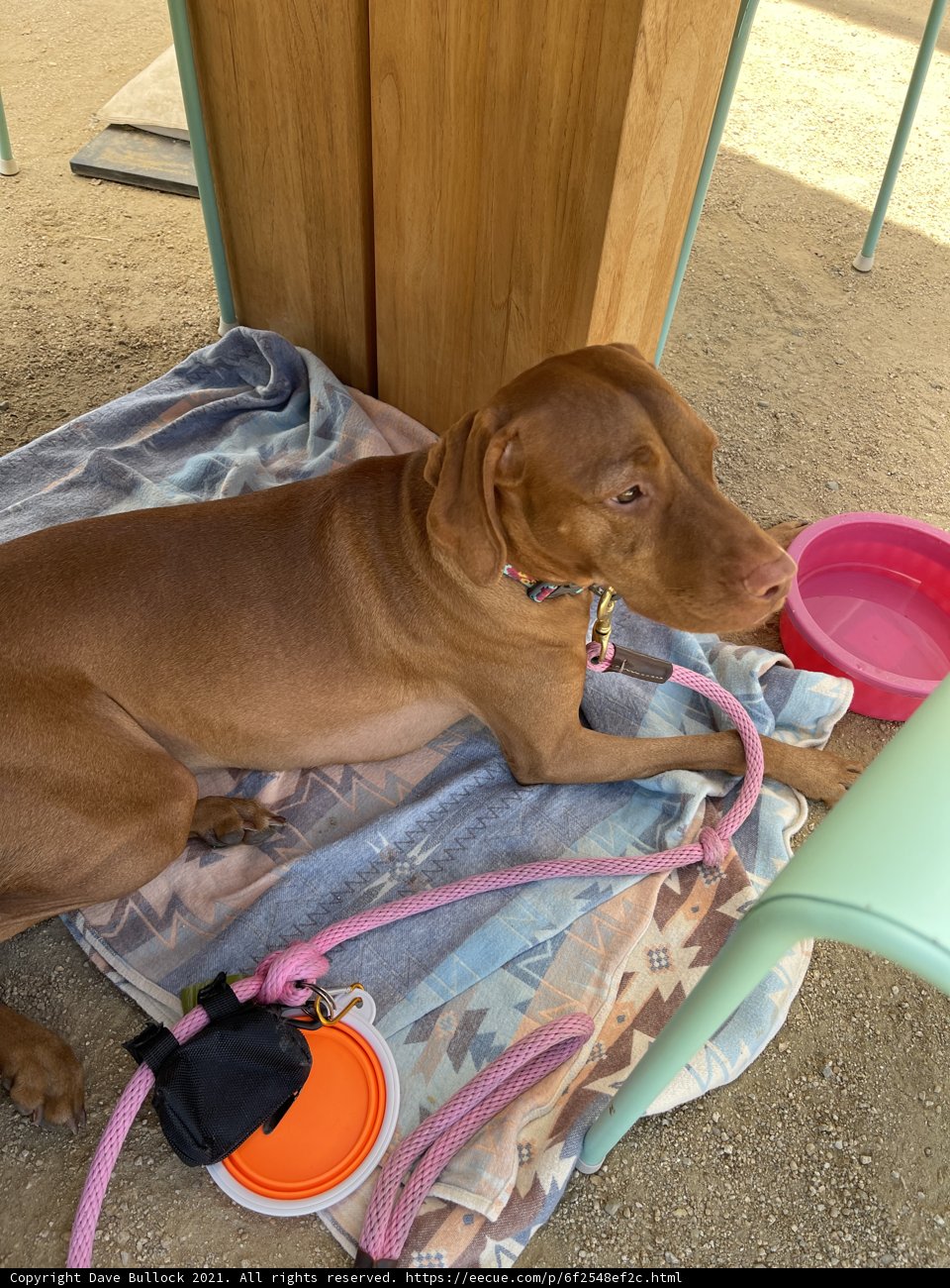Lazy Summer Days with Furry Friends