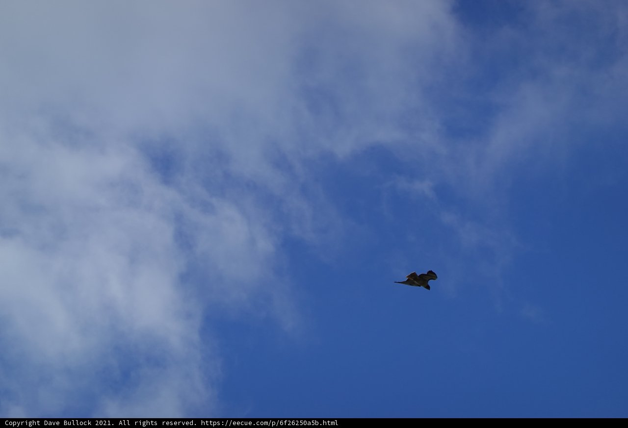 Majestic Flight of the Vulture