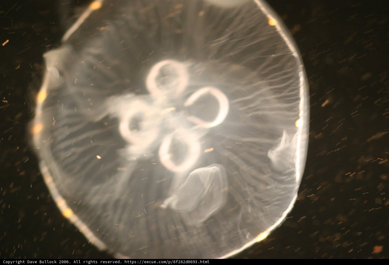 Flower in the Abyss