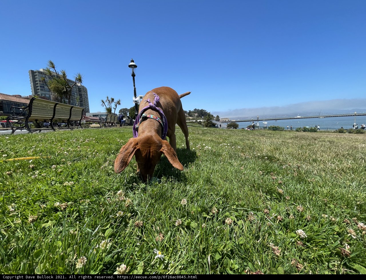 Sunny Day Sniffs
