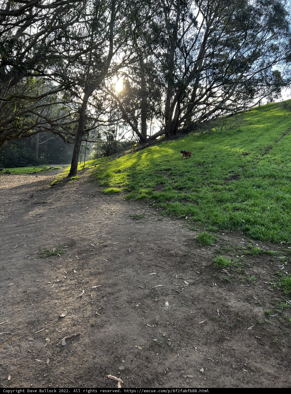 The Serene Dirt Path