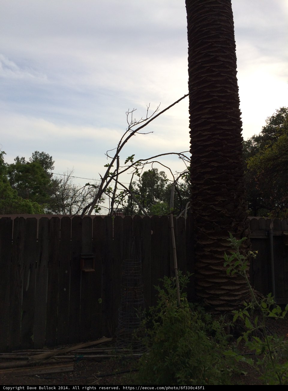 Majestic Palm Tree Encompassed by a Wooden Fence