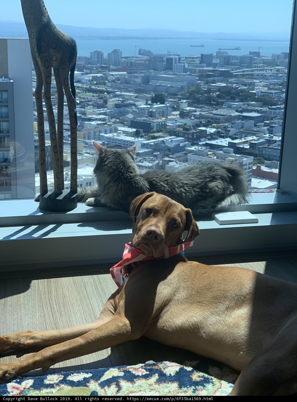 Furry Friends in the City
