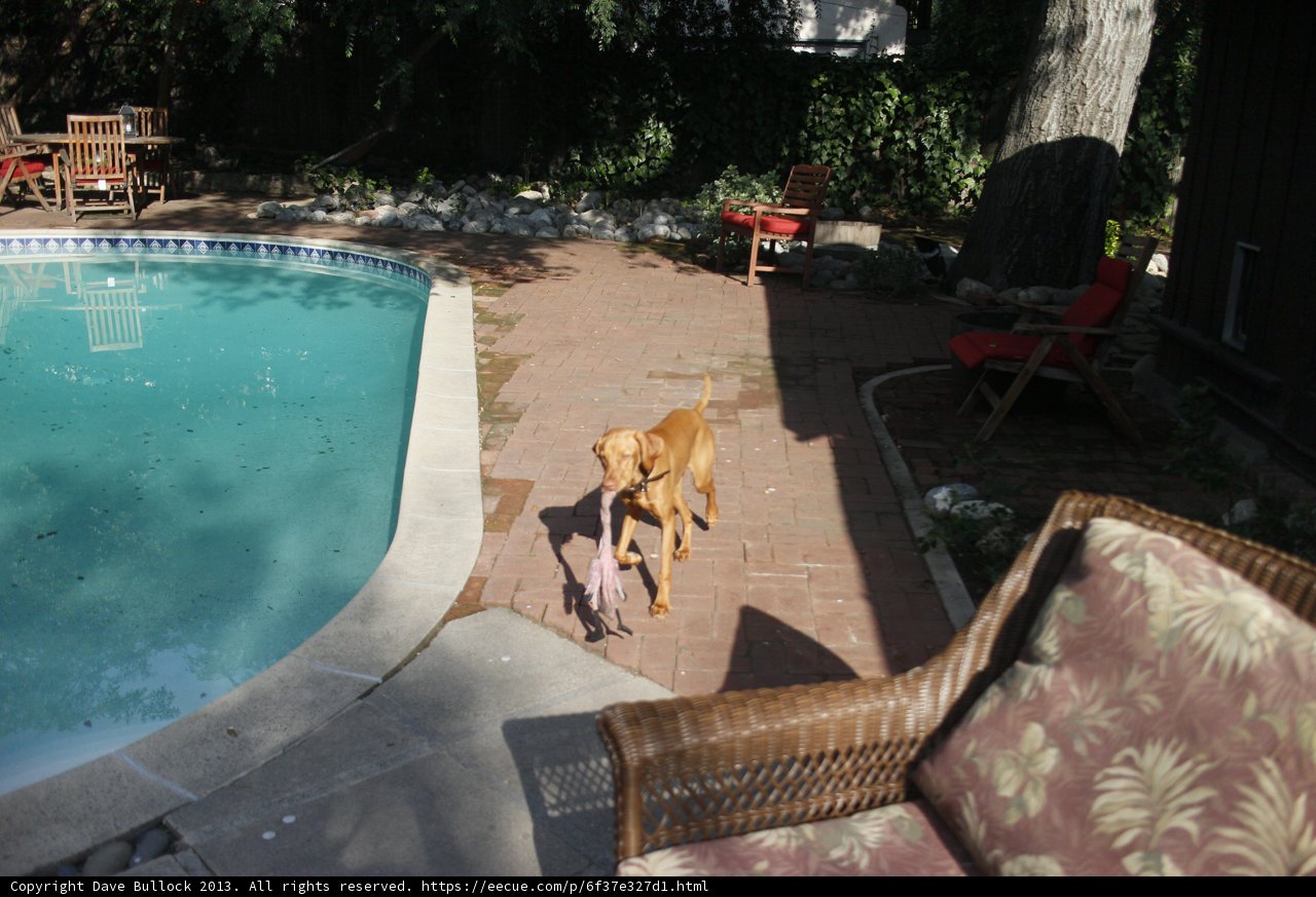 Poolside Pooch