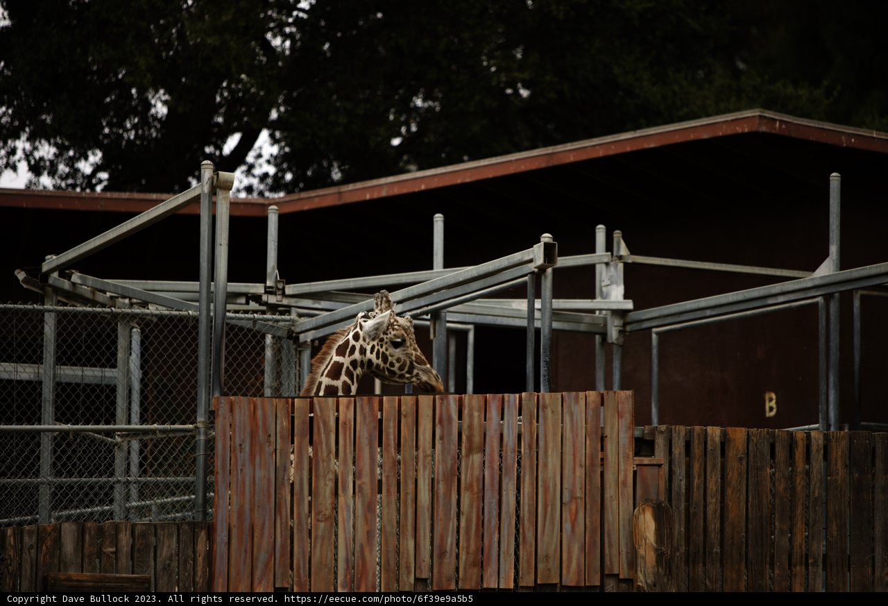 Graceful Giant Behind Bars