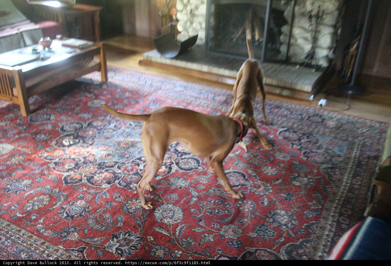 Furry Hollywood Star in a Cozy Living Room