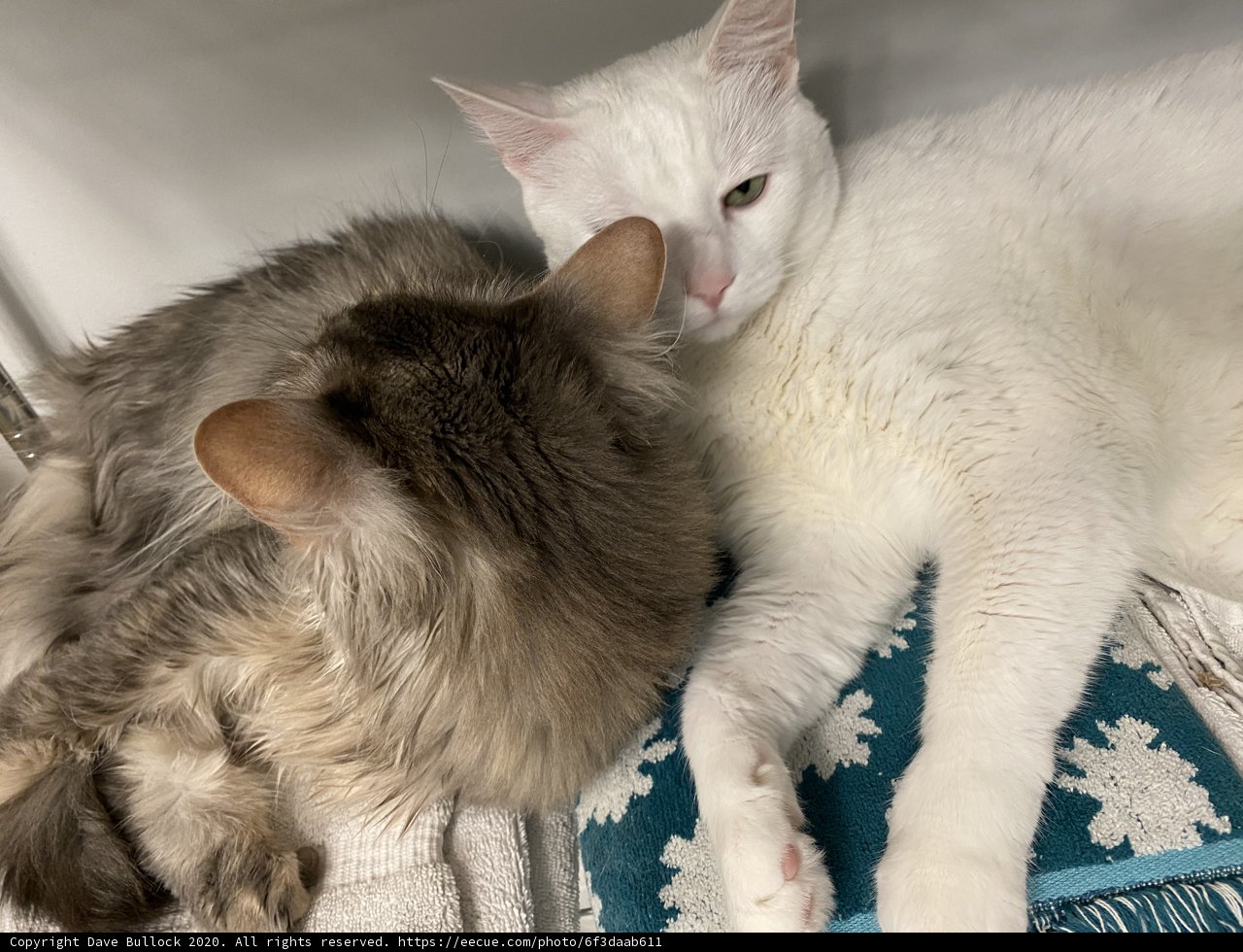Feline Friends