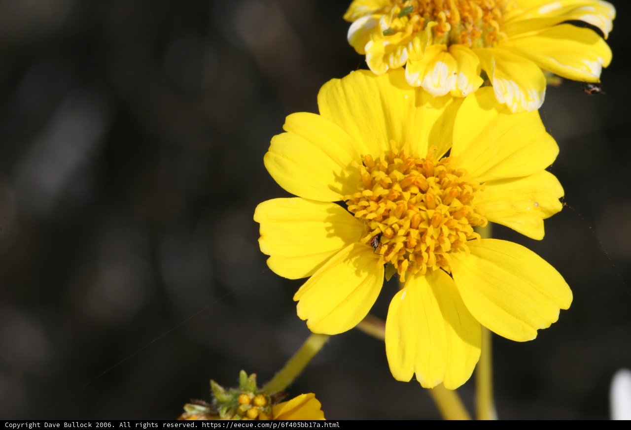 Sunny Daisy in the Desert