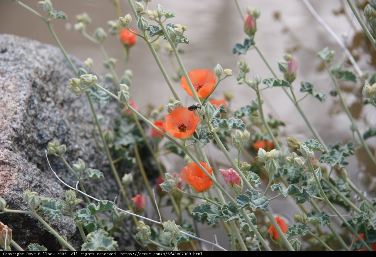 Desert Blooms