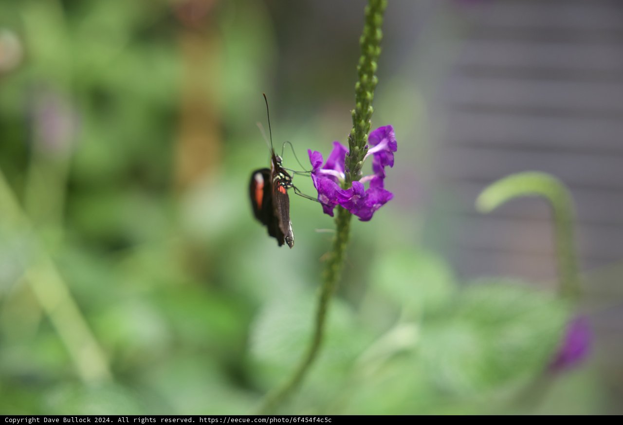 Splendid Spectrum: Nature's Canvas