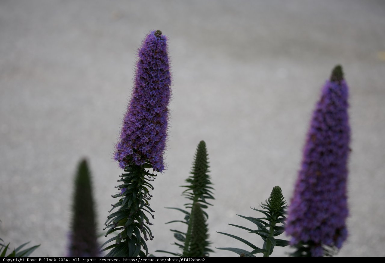 Lavender Lupins: A Field of Purple Splendor