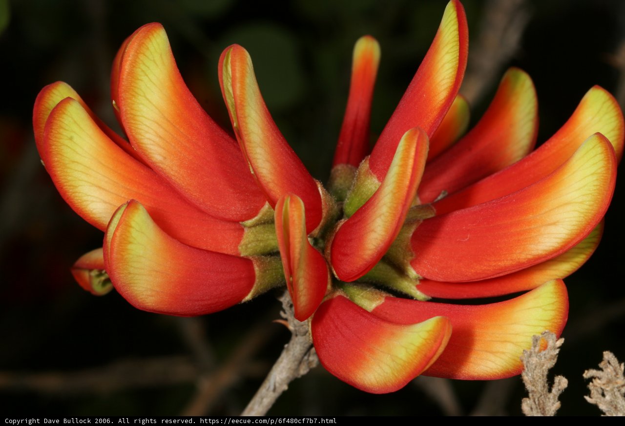 Vibrant Lily Blossom