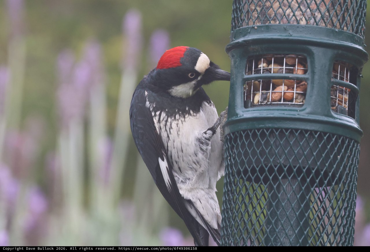 Acorn Woodpecker Feeding at Garden Nut Feeder