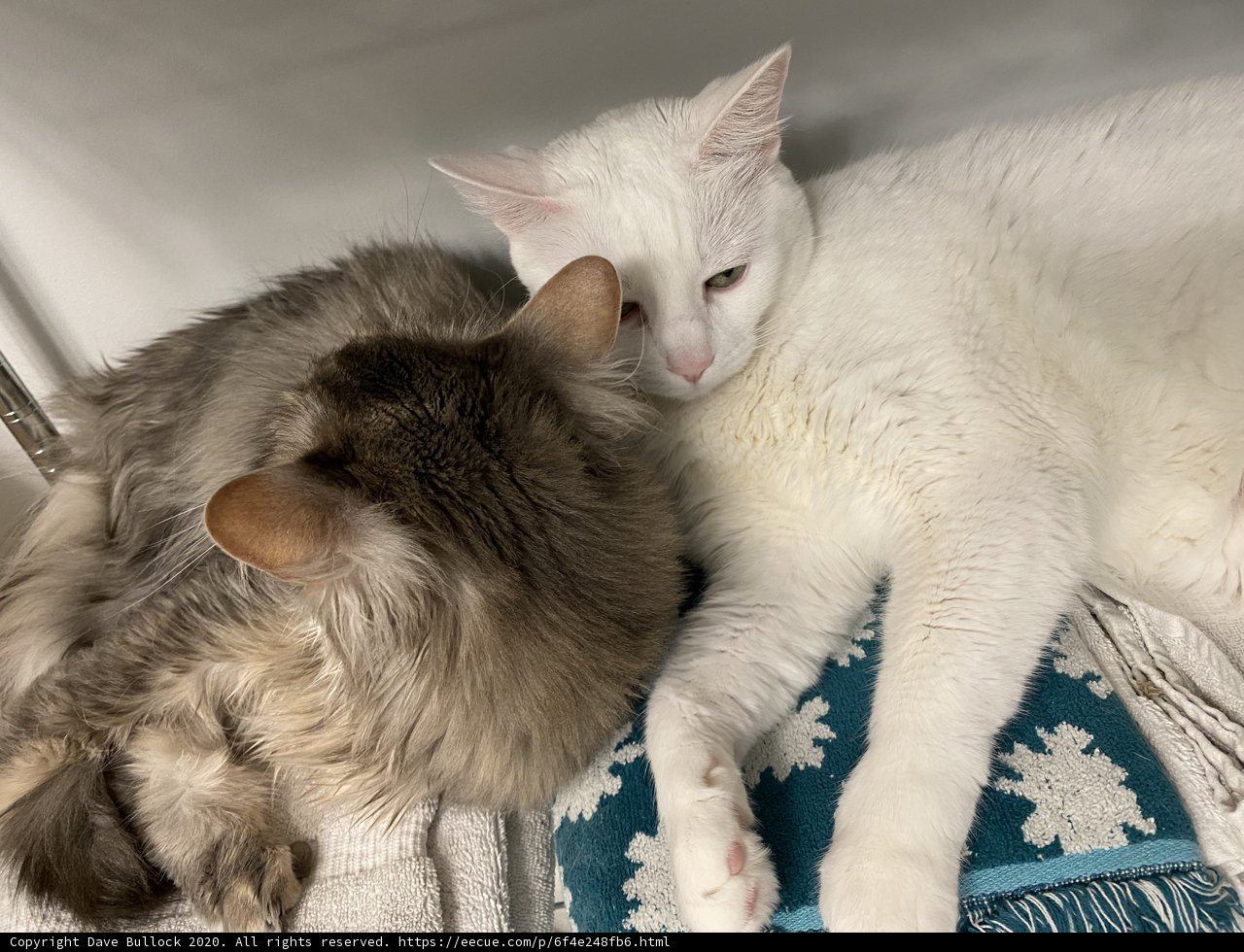 Feline Companions