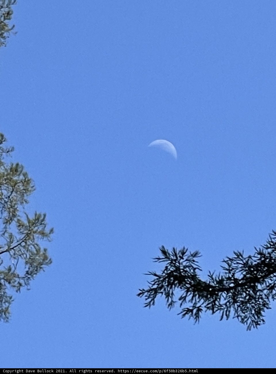 Lunar Beauty Above the Trees