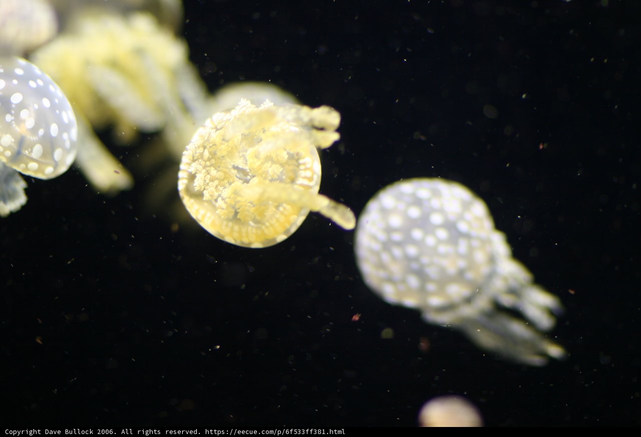 Serene Jellyfish Drifting in Water