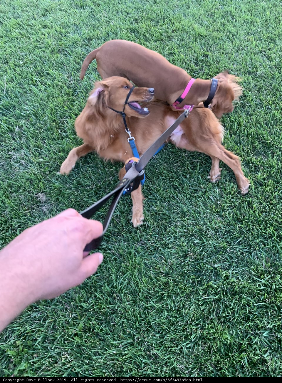 Pups at Play