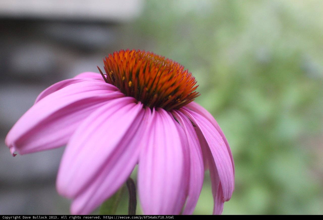 Purple Daisy in Altadena